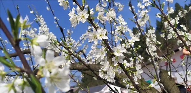 阳光明媚好踏春！内江这些地方有花有景有美食(图9)