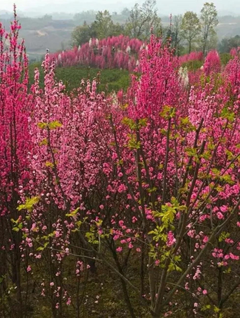 阳光明媚好踏春！内江这些地方有花有景有美食(图17)