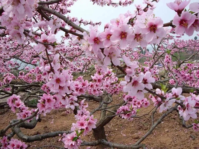 阳光明媚好踏春！内江这些地方有花有景有美食(图20)