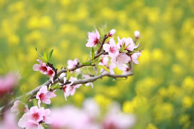 阳光明媚好踏春！内江这些地方有花有景有美食(图21)