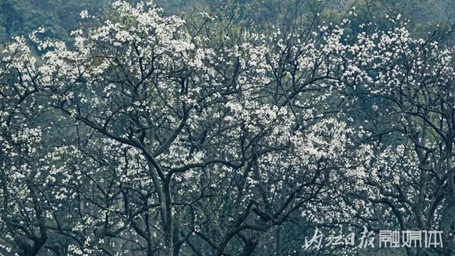 阳光明媚好踏春！内江这些地方有花有景有美食(图30)