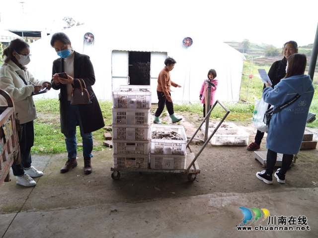 达州市农产品质量检测中心到泸县开展2020年省级农产品质量安全例行监测抽样(图1)