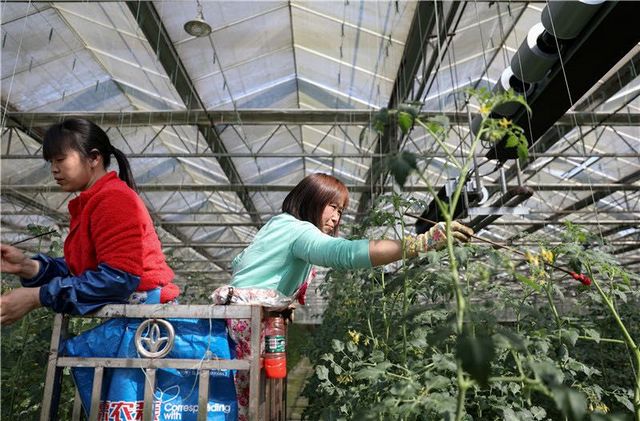 合江打响全省水稻插秧“当头炮” 酒城泸州春耕抢农时(图3)