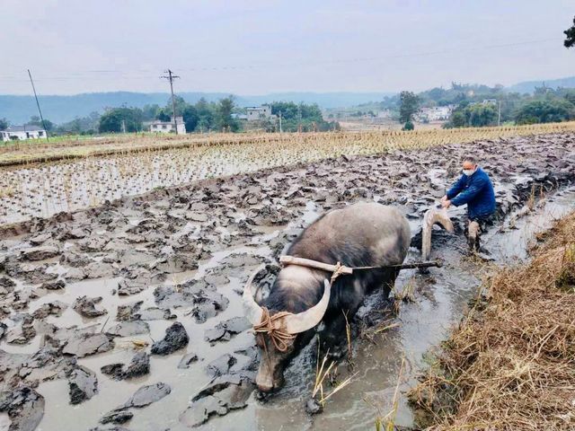 合江打响全省水稻插秧“当头炮” 酒城泸州春耕抢农时(图13)