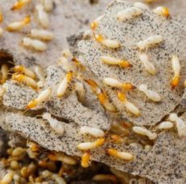 泸州公布除蚁热线  3天内免费上门服务(图1)