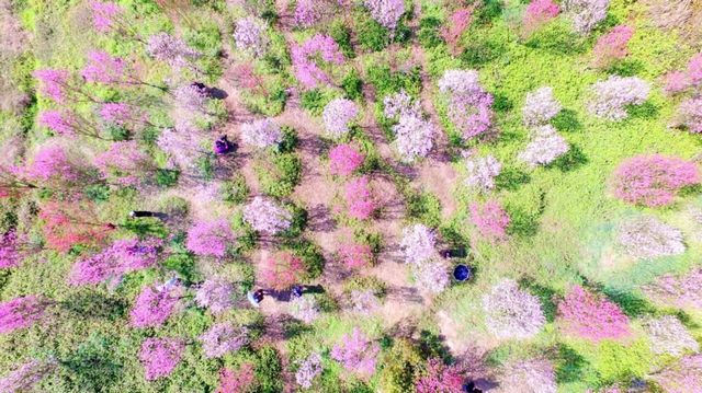 泸州的春天，原来是这样……(图6)