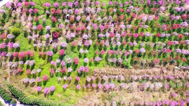 泸州的春天，原来是这样……(图10)
