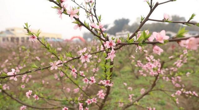 泸州的春天，原来是这样……(图2)