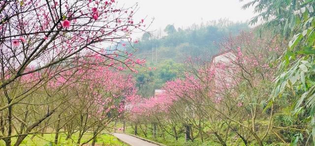 泸州的春天，原来是这样……(图12)