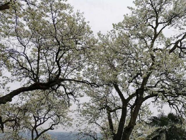 泸州的春天，原来是这样……(图16)