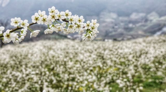 泸州的春天，原来是这样……(图25)