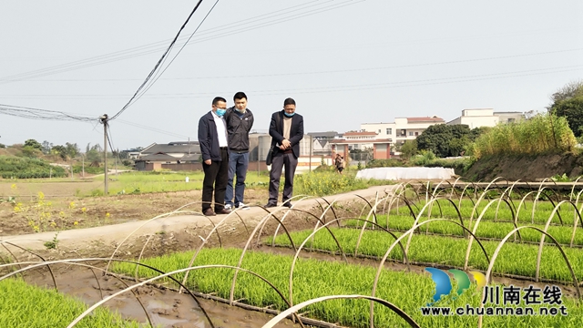 泸县政协副主席郑尚贵调研大春生产和农业重点项目实施情况(图1)