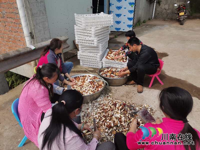线上鲜销+线下加工 泸县大球盖菇脱贫路上不掉价(图1)