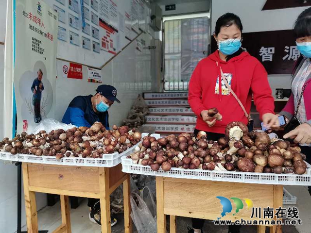 线上鲜销+线下加工 泸县大球盖菇脱贫路上不掉价(图3)