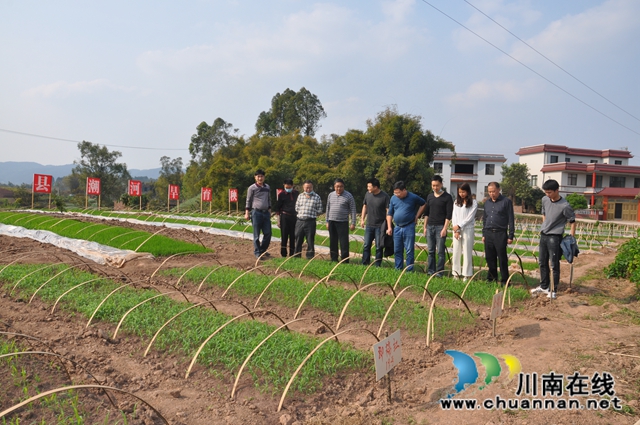 省农科院水稻高粱研究所所长蒋开锋调研泸县春耕生产(图1)