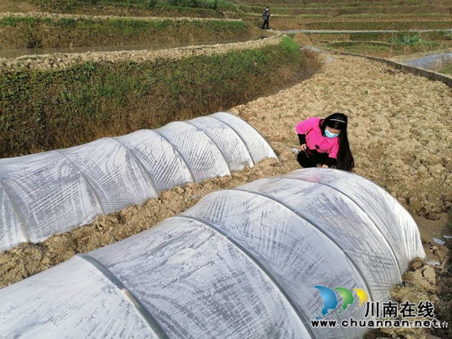 合江县先滩镇阳关村怎么发展？他们来支招(图3)