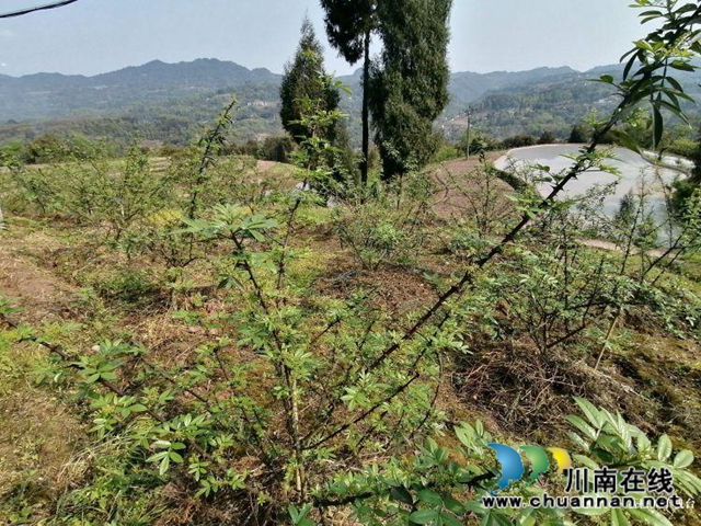 合江县先滩镇阳关村怎么发展？他们来支招(图4)