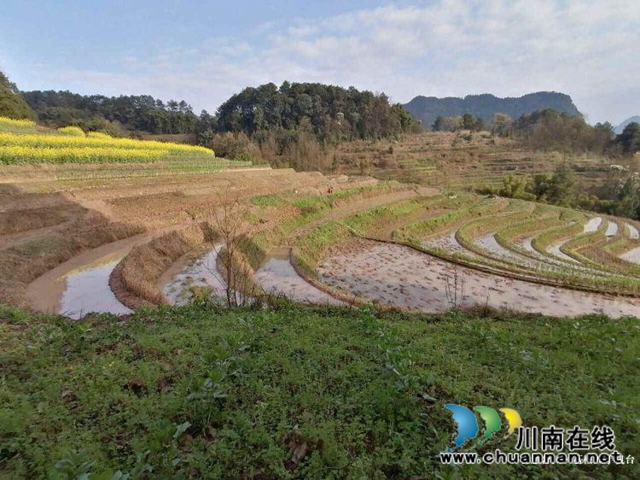 合江县先滩镇阳关村怎么发展？他们来支招(图5)