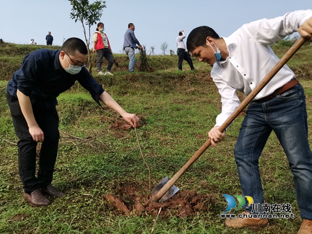 江阳区残联：持续开展“新一轮绿化泸州”植树节活动(图2)