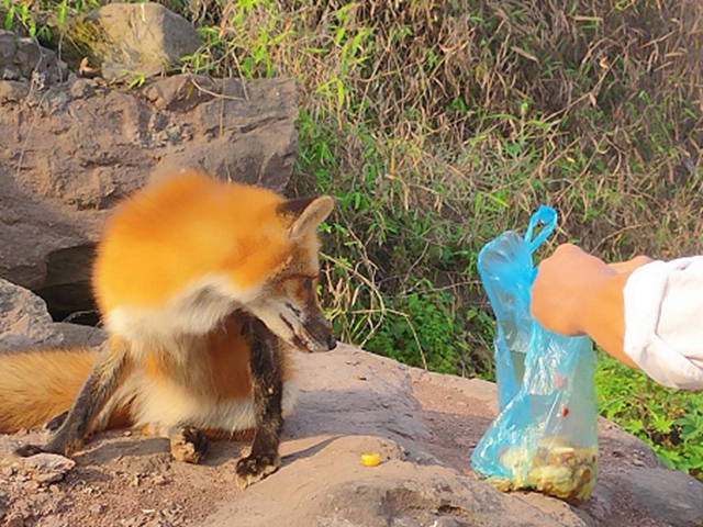 泸州一小区狐狸出没!爱拍照,不怕人,还爱吃火腿肠和肉包子(图2) 泸州一小区狐狸出没!爱拍照,不怕人,还爱吃火腿肠和肉包子(图2)