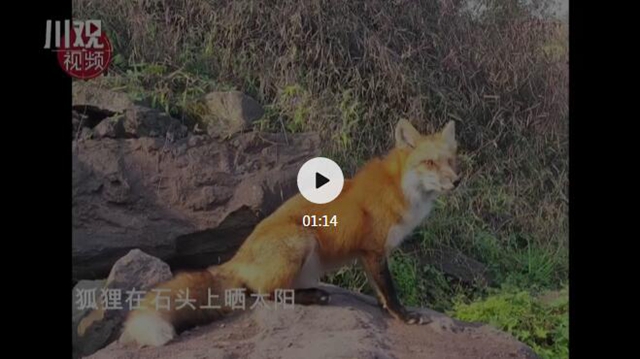 泸州一小区狐狸出没！爱拍照，不怕人，还爱吃火腿肠和肉包子