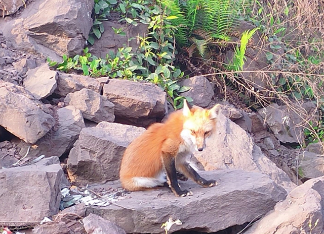 泸州一小区狐狸出没!爱拍照,不怕人,还爱吃火腿肠和肉包子(图3) 泸州一小区狐狸出没!爱拍照,不怕人,还爱吃火腿肠和肉包子(图3)