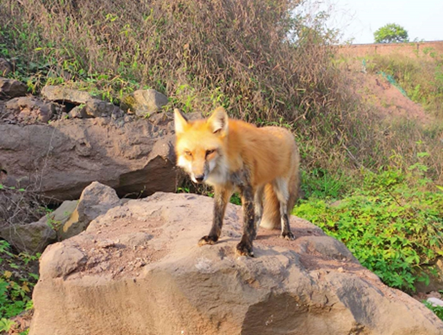 泸州一小区狐狸出没!爱拍照,不怕人,还爱吃火腿肠和肉包子(图4) 泸州一小区狐狸出没!爱拍照,不怕人,还爱吃火腿肠和肉包子(图4)