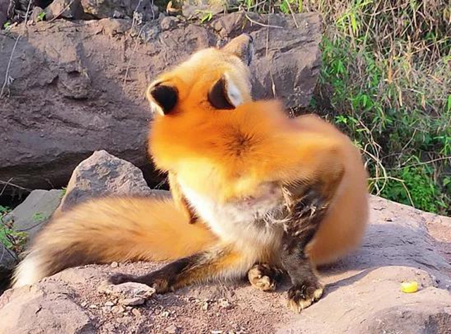 泸州一小区狐狸出没!爱拍照,不怕人,还爱吃火腿肠和肉包子(图6) 泸州一小区狐狸出没!爱拍照,不怕人,还爱吃火腿肠和肉包子(图6)