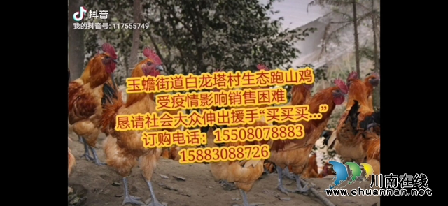 泸县玉蟾街道：巧用新媒体，畅卖跑山鸡(图6)