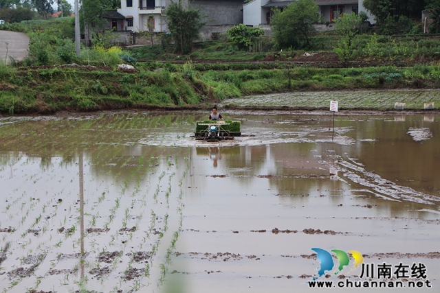 季节不等人，春日胜黄金！泸县水稻机插开始了(图1)
