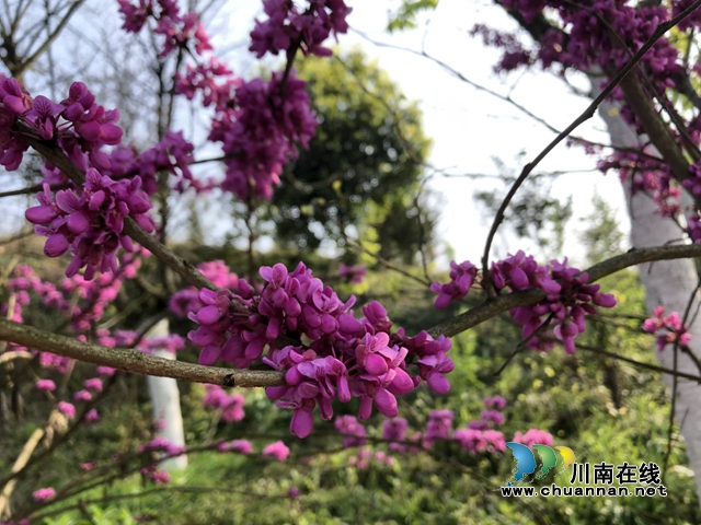 杨霞：赴一场春天的约会(图1)