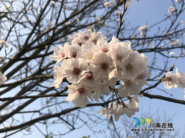 杨霞：赴一场春天的约会(图2)