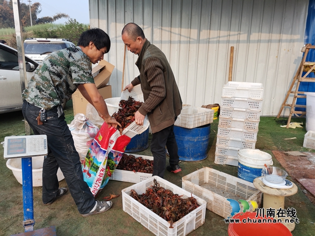 干得干不得？用事实说话！泸县福集螺蛳山村第一书记陈治中念好稻虾扶贫经(图2)