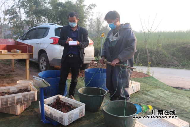 干得干不得？用事实说话！泸县福集螺蛳山村第一书记陈治中念好稻虾扶贫经(图3)
