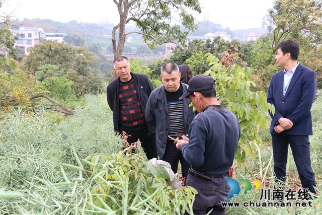 泸县政协主席李镇到潮河镇调研龙眼高换工作(图1)