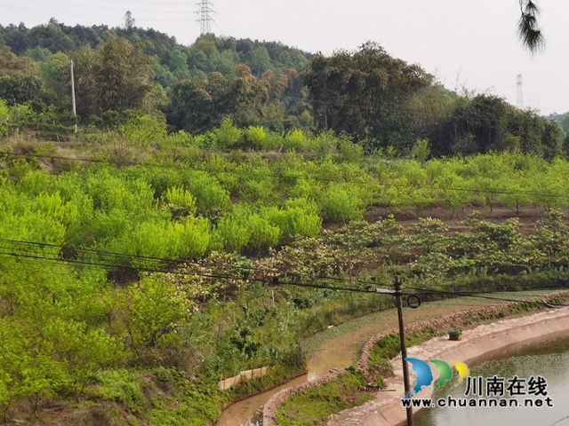 泸县玉蟾街道:李子挂果惹人爱,农户致富有盼头(图5) 泸县玉蟾街道:李子挂果惹人爱,农户致富有盼头(图5)