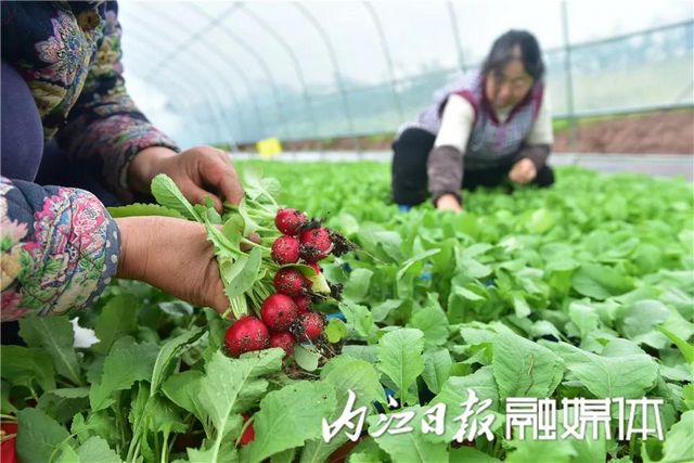 盆盆栽菜，内江人喜爱(图4)