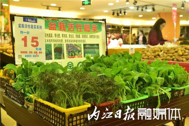 盆盆栽菜，内江人喜爱(图2)