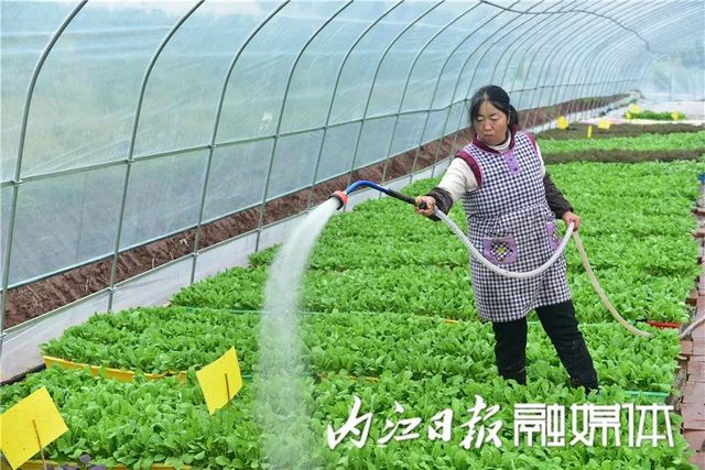 盆盆栽菜，内江人喜爱(图3)