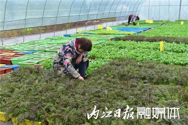 盆盆栽菜，内江人喜爱(图6)