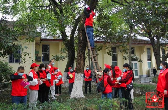 真的！隆昌在树上修了100座房子(图4)