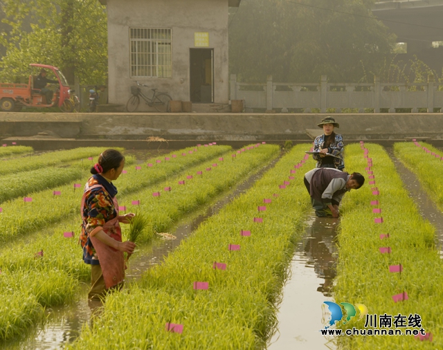 水稻(图12)