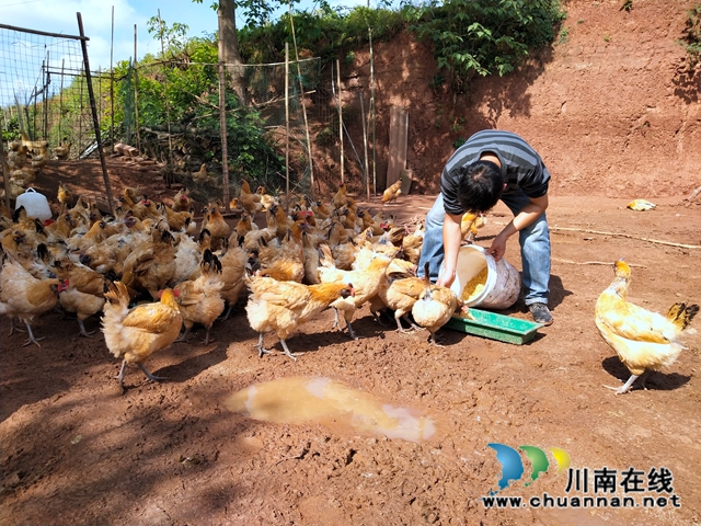 泸县太伏镇第一书记义务“带货” 贫困户土鸡蛋不愁卖(图1)