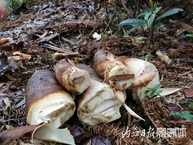 鲜美！春游内江寻野味(图1)