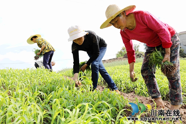 泸州龙马潭： 春色最浓在田间 高粱移栽正当时(图1)