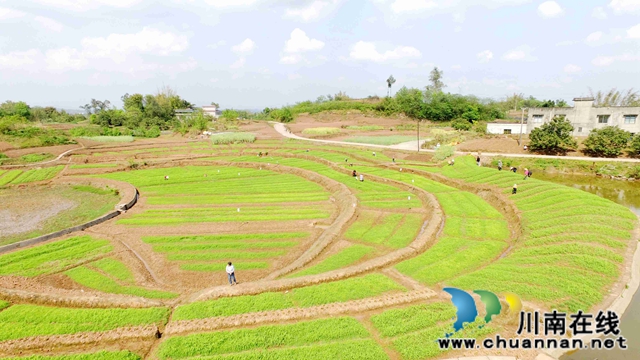 泸州龙马潭： 春色最浓在田间 高粱移栽正当时(图3)
