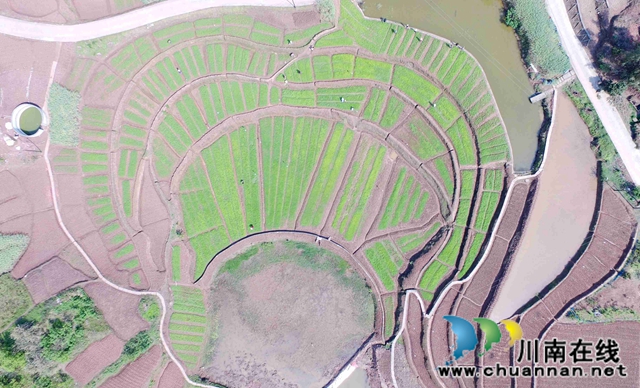 泸州龙马潭： 春色最浓在田间 高粱移栽正当时(图2)