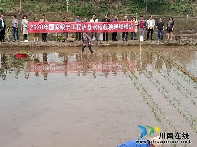 国家水稻体系岗位专家徐富贤指导泸县水稻生产(图1)