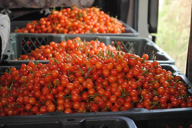 11支“网红”队直播,把内江这里的樱桃“带”火了!(图4) 11支“网红”队直播,把内江这里的樱桃“带”火了!(图4)