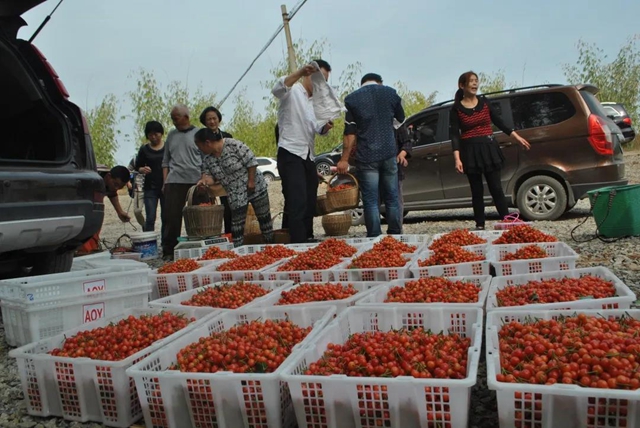 11支“网红”队直播,把内江这里的樱桃“带”火了!(图2) 11支“网红”队直播,把内江这里的樱桃“带”火了!(图2)